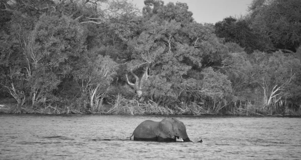 Elephant crossing a river at the Zambezi National Park is a national park located upstream from Victoria Falls on the Zambezi River in Zimbabwe.
