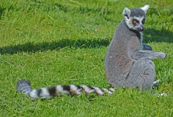 여우원숭이 Lemur Catta 줄무늬 꼬리때문에 알려진 여우원숭이이다 — 스톡 사진