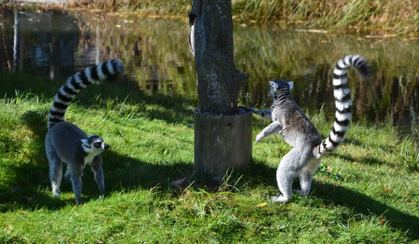 Lemur Ekor Cincin Lemur Catta Adalah Primata Strepsirrhine Besar Dan — Stok Foto