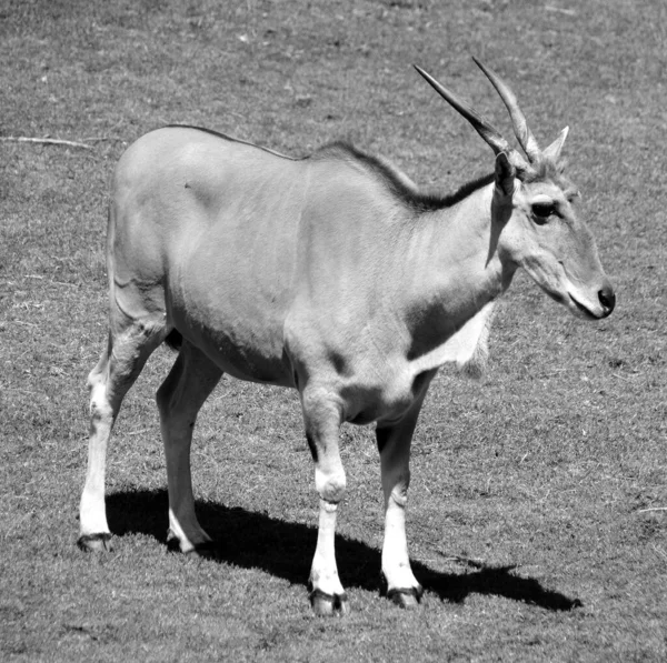 Elande Comum Também Conhecido Como Elande Sul Elande Antílope Antílope — Fotografia de Stock