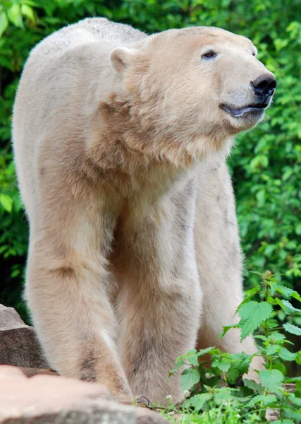 북극곰 Ursus Maritimus 은주로 북극해 주위의 주변의 육지를 둘러싸고 북극권내에 — 스톡 사진