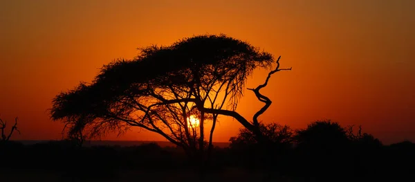 남아프리카 공화국 크루거 공원의 아프리카에서 사냥감 가운데 — 스톡 사진