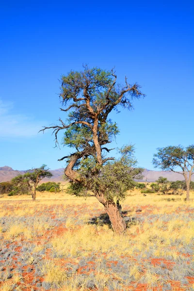 Afrika Daki Ölü Ağacın Güzel Manzarası — Stok fotoğraf