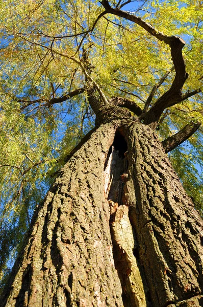 Árbol Parque — Foto de Stock