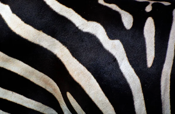 Piel Zebras Son Varias Especies Equipos Africanos Familia Caballos Unidas — Foto de Stock