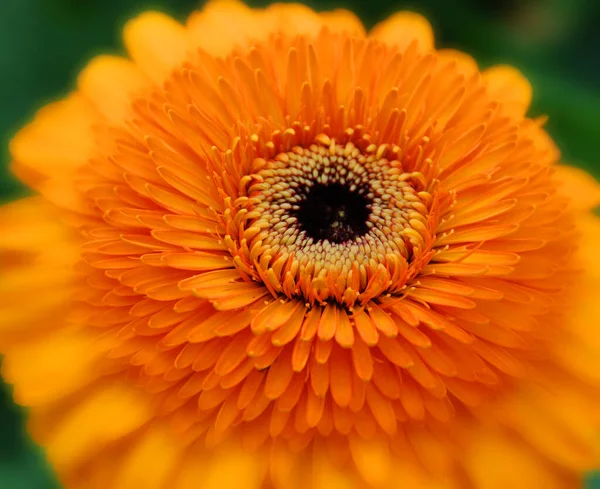 Asteraceae Nebo Compositae Běžně Označované Jako Astronové Sedmikrásky Kompozitní Nebo — Stock fotografie