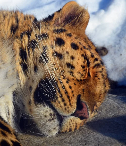 Amur Leopard Leopard Underart Hjemmehørende Primorye Regionen Det Sydøstlige Rusland - Stock-foto