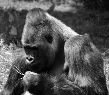 Gümüş sırtlı goriller, Orta Afrika ormanlarında yaşayan çoğunlukla otobur maymunlardır. Gorillerin DNA 'sı insanlarınkine çok benzer,% 9599 oranında.
