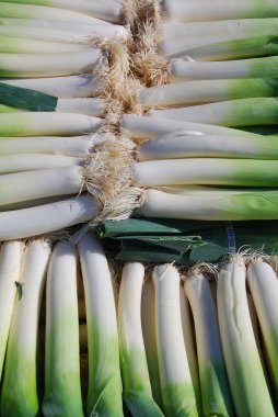 Çiğ taze soğan yakın çekim