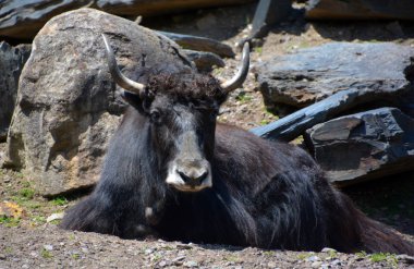 Tibet öküzü, Orta Asya 'nın güneyindeki Himalaya bölgesinde, Tibet Platosu' nda ve Moğolistan ve Rusya 'ya kadar uzanan bölgede bulunan uzun saçlı bir bovid türüdür..