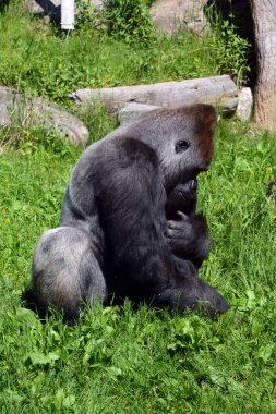 Goriller var olan en büyük primat türüdür. Orta Afrika ormanlarında yaşayan, ağırlıklı olarak otobur maymunlardır. Goriller iki türe ayrılır..