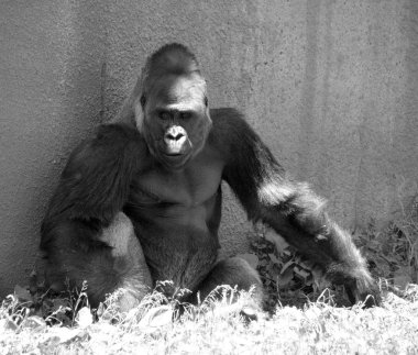 Goriller var olan en büyük primat türüdür. Orta Afrika ormanlarında yaşayan, ağırlıklı olarak otobur maymunlardır. Goriller iki türe ayrılır..