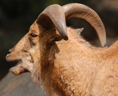 Tahrs vahşi keçi ile akraba olan büyük bir Asya artiodactyl türüdür..