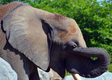 Afrika filleri Loxodonta cinsinin filleridir. Cins iki mevcut türe sahiptir: Afrika çalı fili, L. africana ve daha küçük Afrika orman fili.,