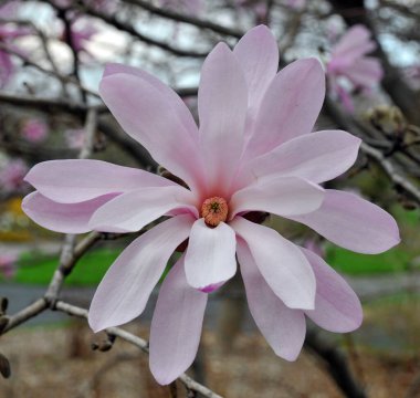 Taze doğal orkideler bahçeye yaklaşır.