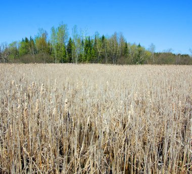 Güneşli bir günde, ormanın yakınındaki mısır tarlası 