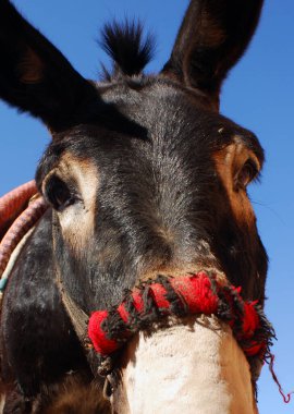 Ürdün, Petra 'da renkli geleneksel koşumlu eşekler antik Nabatean şehrinde turistleri taşırdı.