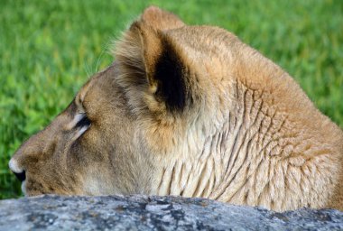 Aslan, Panthera cinsindeki dört büyük kediden biridir ve Felidae familyasının bir üyesidir.