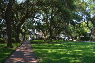 İspanyol yosunlu ağaçlar (Tillandsia usneoides) tropikal ve subtropikal iklimlerde daha büyük ağaçlarda yetişen epifiz çiçekli bir bitkidir. 