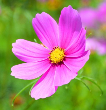 Kozmos, ayçiçeği familyasının çiçek açan bitkilerinden oluşan, evrenle aynı adı taşıyan bir cinstir..