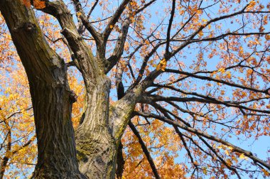 Akçaağaç renk değiştiriyor