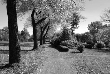 İlkbaharda bir parkın siyah beyaz görüntüsü