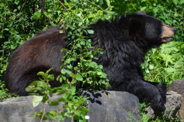 Amerikan kara ayısı (Ursus americanus), Kuzey Amerika 'da yaşayan orta büyüklükte bir ayıdır..