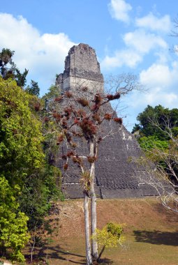 TIKAL, GUATEMALA MAYIS 03 2016: Guatemala Tikal Ulusal Parkı 'ndaki Kolomb öncesi Maya uygarlığının arkeolojik alanı 1979' dan beri UNESCO Dünya Mirası Alanı 'dır.