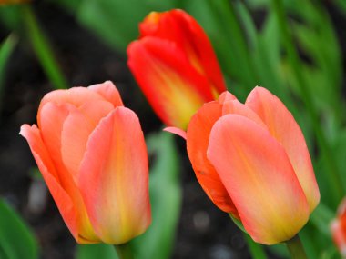 Bahçedeki kırmızı laleler