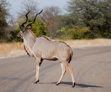 Güney Afrika Kruger Parkı 'nda Kudus