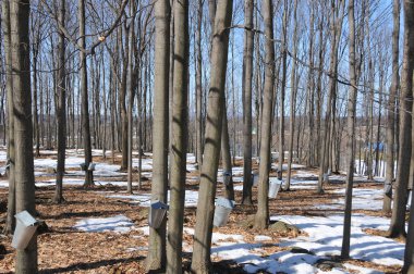 Dağlarda kış ormanı