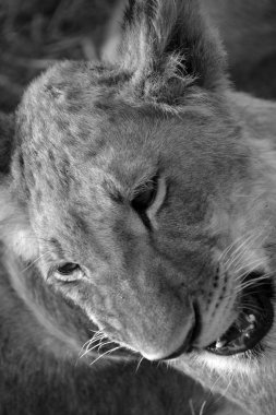 Lion Encounter 'daki Aslan Yavrusu Afrika aslanı için güvenli bir gelecek sağlamak için tutkulu bir koruma programıdır. Victoria Falls Zimbabwe 