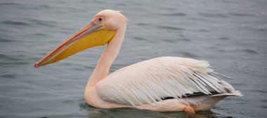Pelikan göl suyunda yüzüyor