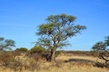 Güney Afrika Kruger Ulusal Parkı 'ndaki Afrika manzarası