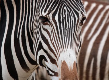 Grevy 'nin zebrası (Equus grevyi) ya da bilinen adıyla İmparatorluk zebrası, yaşayan en büyük vahşi eşektir ve üç zebra türü arasında en büyük ve en büyük tehdittir.
