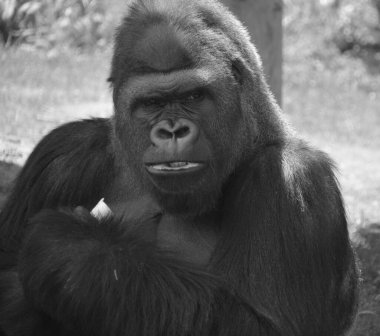 Goriller var olan en büyük primat türüdür. Orta Afrika ormanlarında yaşayan, ağırlıklı olarak otobur maymunlardır. Goriller iki türe ayrılır..