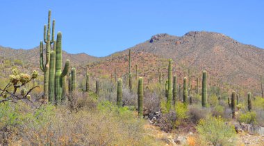 Saguaro Ulusal Parkı, Arizona 'nın güneydoğusundaki Pima County Tucson' da Sonoran Çölü manzaraları, fauna ve flora 'da bulunan bir ulusal parktır..