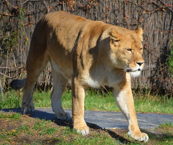 Lion Uno Los Cuatro Grandes Felinos Del Género Panthera Miembro —  Fotos de Stock