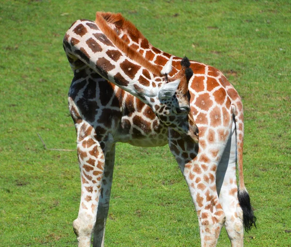 长颈鹿 长颈鹿 Giraffa Camelopardalis 是一种非洲偶蹄的低咽哺乳动物 是现存陆生动物中最高的 也是最大的反刍动物 — 图库照片