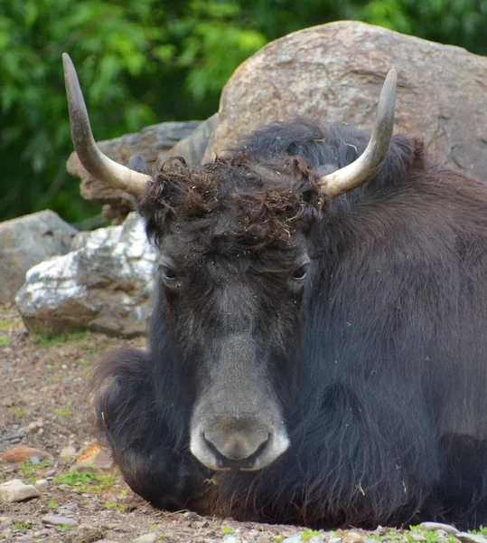 Yak Dlouhosrstý Skot Který Vyskytuje Celé Oblasti Himálaje Jižní Střední — Stock fotografie