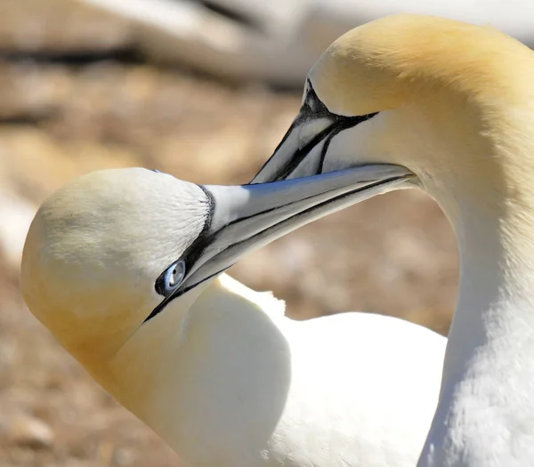 Colony Northern Gannets Sunbathing Bonaventure Island Quebec Canada Northern Gannet — Stock Photo, Image