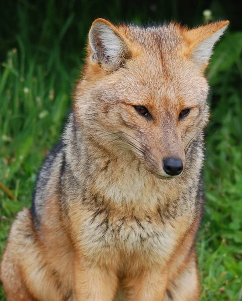The culpeo (Lycalopex culpaeus), sometimes known as the culpeo zorro or Andean fox (wolf), is a South American species of wild dog. Torres del paine, Patagonia, Chili