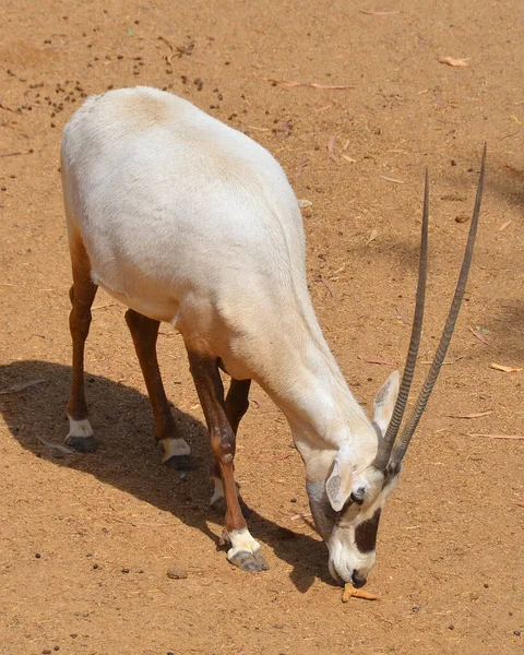 Scimitar Oryx Lub Scimitar Horned Oryx Lub Sahara Oryx Jest — Zdjęcie stockowe