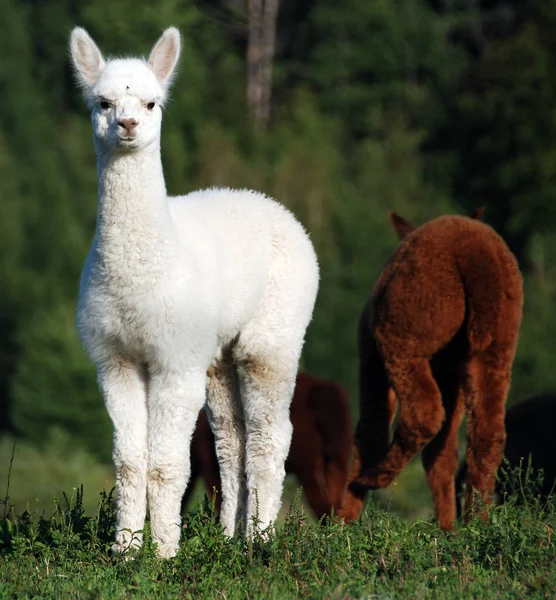 Alpaca Jest Udomowionym Gatunkiem Wielbłąda Ameryki Południowej Pod Względem Wyglądu — Zdjęcie stockowe