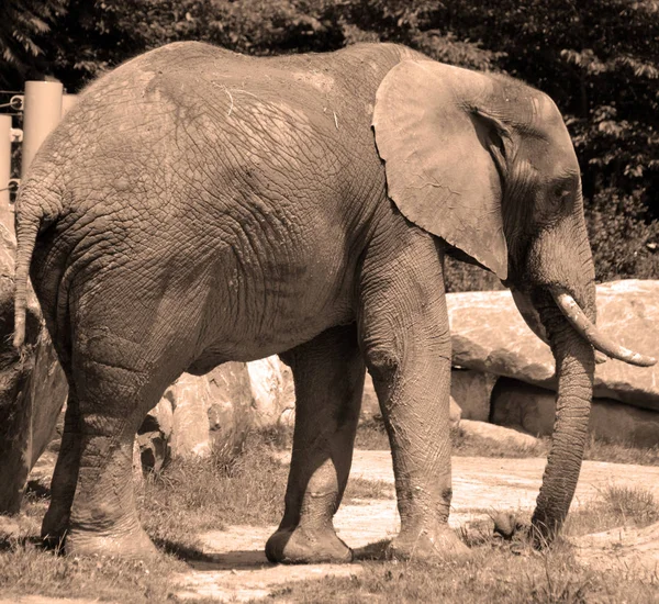 Elefantes São Grandes Mamíferos Família Elephantidae Ordem Proboscidea Duas Espécies — Fotografia de Stock