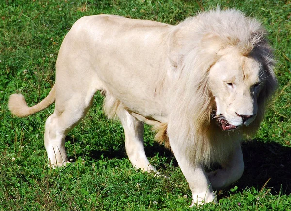 白いライオンはライオンのまれな色の変異です 2009年に野生のライオンの最初の誇りが再導入されるまで 野生のライオンは生き残ることができなかったと広く信じられていました — ストック写真