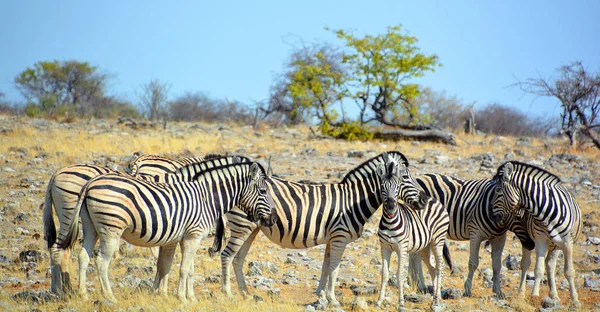 Zebra Adalah Beberapa Spesies Dari Afrika Equid Keluarga Kuda Yang — Stok Foto