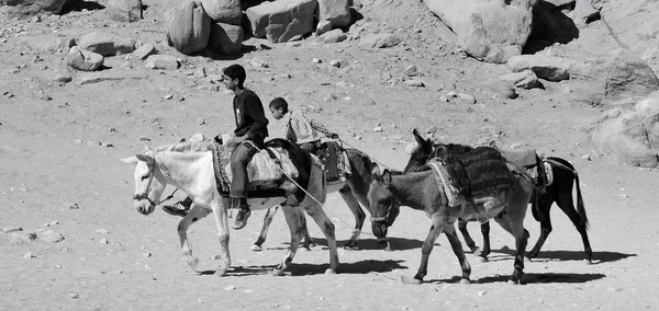Petra Jordan 11月25日 未確認の子供たちは 2009年11月25日にヨルダンのペトラでラクダ乗りの観光客を待っています 乗り心地は20Jd ペトラはナバティア王国の首都であった — ストック写真