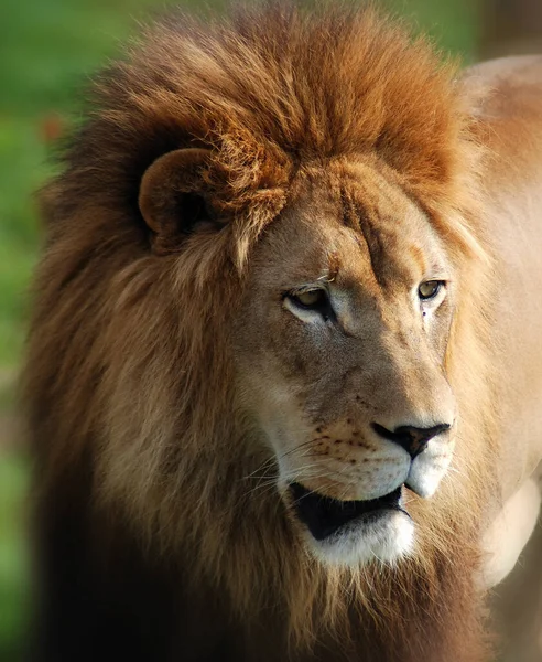 非常独特 雄狮很容易被人辨认 它的脸也是人类文化中最广为人知的动物标志之一 — 图库照片