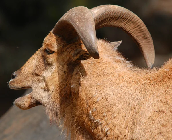 Tahrs are a species of large Asian artiodactyl ungulates related to the wild goat.